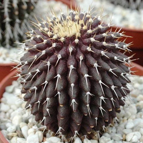 Uebelmannia_meninensis